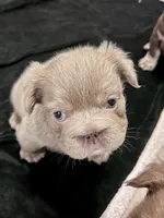 Truffles Isabella Fluffy Big Rope, a female French Bulldog for sale in Wilmington, NC – Photo 1 of 4