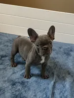 Malibu, a female French Bulldog for sale in Wilmington, NC – 6 of 9