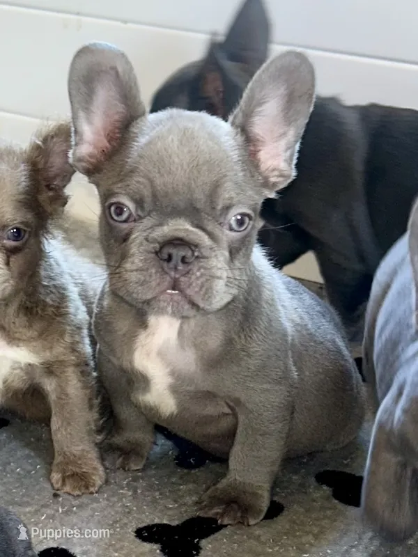 Hershey – French Bulldog puppy for sale in Wilmington, NC