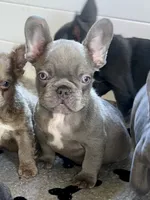 Hershey, a male French Bulldog for sale in Wilmington, NC – 1 of 6