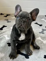 Rex, a male French Bulldog for sale in Wilmington, NC – 1 of 8