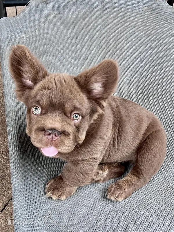 Hershey Big Rope – French Bulldog puppy for sale in Wilmington, NC