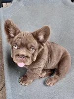 Hershey Big Rope, a male French Bulldog for sale in Wilmington, NC – Photo 1 of 10