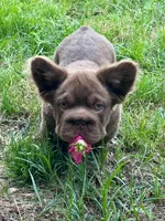 Hershey Big Rope, a male French Bulldog for sale in Wilmington, NC – Photo 4 of 10