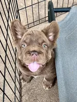 Hershey Big Rope, a male French Bulldog for sale in Wilmington, NC – Photo 3 of 10