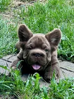 Hershey Big Rope, a male French Bulldog for sale in Wilmington, NC – Photo 8 of 10