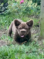 Hershey Big Rope, a male French Bulldog for sale in Wilmington, NC – Photo 7 of 10