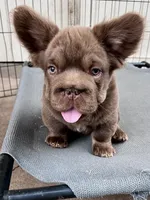 Hershey Big Rope, a male French Bulldog for sale in Wilmington, NC – Photo 5 of 10