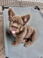 Hershey Big Rope, a male French Bulldog for sale in Wilmington, NC – Photo 6 of 10