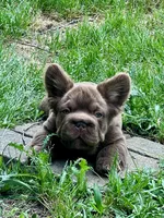 Hershey Big Rope, a male French Bulldog for sale in Wilmington, NC – Photo 9 of 10