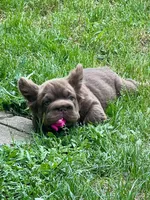 Hershey Big Rope, a male French Bulldog for sale in Wilmington, NC – Photo 10 of 10