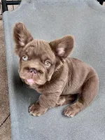 Hershey Big Rope, a male French Bulldog for sale in Wilmington, NC – Photo 2 of 10