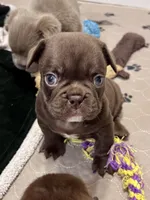 Gucci, a female French Bulldog for sale in Wilmington, NC – Photo 1 of 4