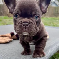 Gucci, a female French Bulldog for sale in Wilmington, NC – Photo 3 of 6