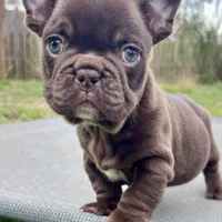 Gucci, a female French Bulldog for sale in Wilmington, NC – Photo 6 of 6