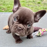 Gucci, a female French Bulldog for sale in Wilmington, NC – Photo 1 of 6