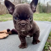 Gucci, a female French Bulldog for sale in Wilmington, NC – Photo 5 of 6