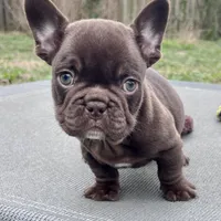 Gucci, a female French Bulldog for sale in Wilmington, NC – Photo 4 of 6