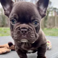 Gucci, a female French Bulldog for sale in Wilmington, NC – Photo 2 of 6