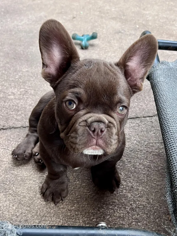 Gucci – French Bulldog puppy for sale in Wilmington, NC