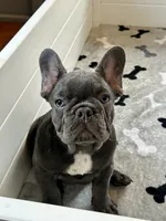 Rex, a male French Bulldog for sale in Wilmington, NC – 2 of 8
