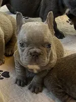 Hershey, a male French Bulldog for sale in Wilmington, NC – 5 of 6