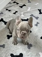 Hershey, a male French Bulldog for sale in New Haven, CT – 7 of 9