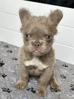 Isabella C2 Curly Fluffy Boy, a male French Bulldog for sale in New Haven, CT – 3 of 8