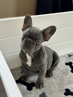 Malibu, a female French Bulldog for sale in Wilmington, NC – 8 of 9