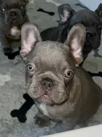 Hershey, a male French Bulldog for sale in Wilmington, NC – 2 of 6