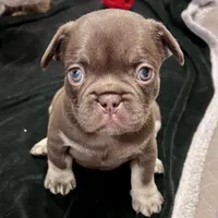 Mocha AKC, a female French Bulldog for sale in Wilmington, NC – Photo 3 of 7