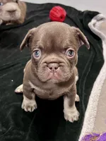 Mocha AKC, a female French Bulldog for sale in Wilmington, NC – Photo 1 of 5