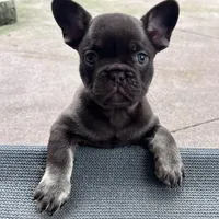 Mocha AKC, a female French Bulldog for sale in Wilmington, NC – Photo 2 of 7