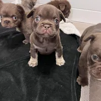 Mocha AKC, a female French Bulldog for sale in Wilmington, NC – Photo 7 of 7