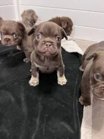 Mocha AKC, a female French Bulldog for sale in Wilmington, NC – Photo 5 of 5