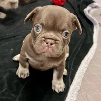 Mocha AKC, a female French Bulldog for sale in Wilmington, NC – Photo 5 of 7