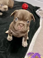 Mocha AKC, a female French Bulldog for sale in Wilmington, NC – Photo 3 of 5