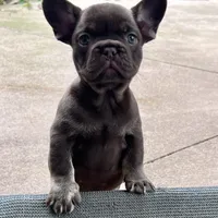 Mocha AKC, a female French Bulldog for sale in Wilmington, NC – Photo 1 of 7