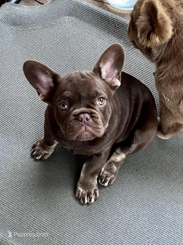 Mocha AKC – French Bulldog puppy for sale in Wilmington, NC