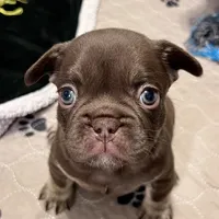 Mocha AKC, a female French Bulldog for sale in Wilmington, NC – Photo 6 of 7