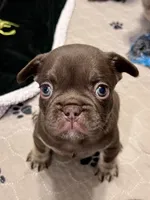 Mocha AKC, a female French Bulldog for sale in Wilmington, NC – Photo 4 of 5