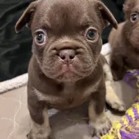 Mocha AKC, a female French Bulldog for sale in Wilmington, NC – Photo 4 of 7