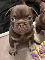 Mocha AKC, a female French Bulldog for sale in Wilmington, NC – Photo 2 of 5
