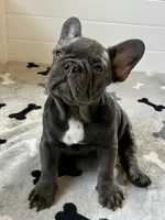Rex, a male French Bulldog for sale in Wilmington, NC – 4 of 8