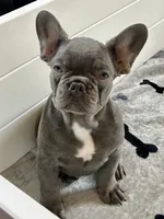 Malibu, a female French Bulldog for sale in Wilmington, NC – 2 of 9