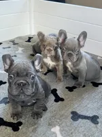 Wilson, a male French Bulldog for sale in Wilmington, NC – 9 of 9