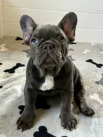 Rex, a male French Bulldog for sale in Wilmington, NC – 8 of 8