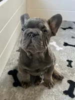 Wilson, a male French Bulldog for sale in Wilmington, NC – 2 of 9