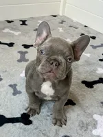 Hershey, a male French Bulldog for sale in New Haven, CT – 3 of 9