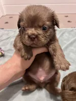 Bear, a female French Bulldog for sale in Wilmington, NC – Photo 4 of 5